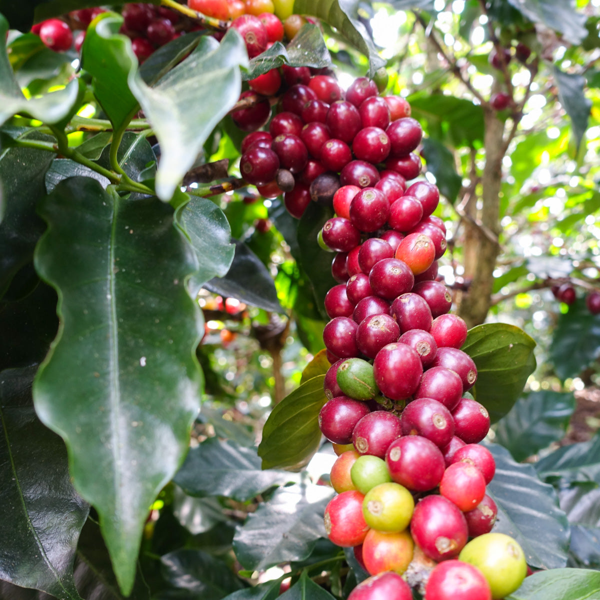 フラホワ定期便(コーヒー豆150g×2袋を定期的にお届け)