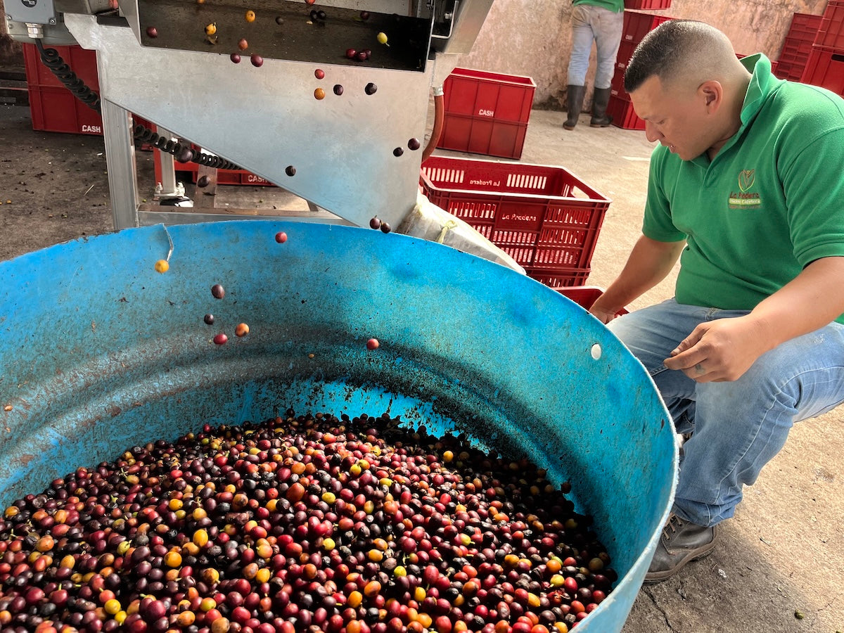 【フルーティーコーヒー】コロンビア サンタ・マリア農園 ナチュラル