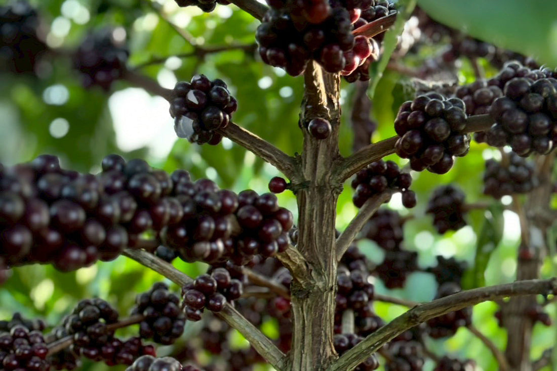 ベトナムコーヒー最前線＜コーヒー生産世界２位＞ Part.2