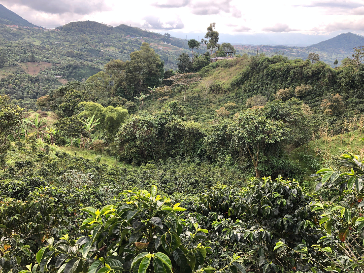 【ビターコーヒー】コロンビア エル・アルト農園 ウォッシュド