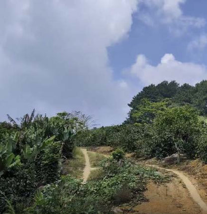 【マイルドコーヒー】ベトナム フェン農園 ウォッシュド